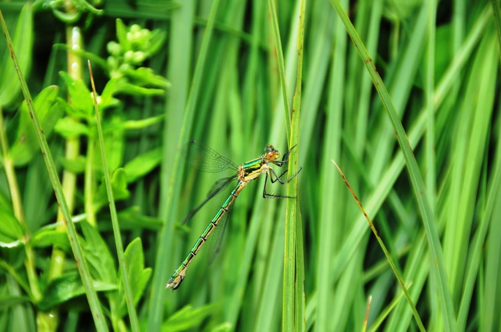 Domenica erpeto-entomologica